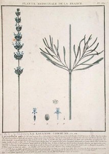 Lavanta Spike, 