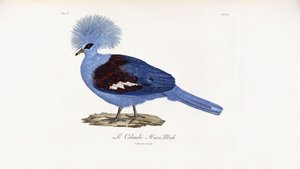 Le Colombi-Hocco kötü by French School