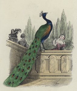 Tavus Kuşu Juno