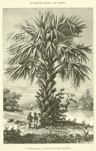 Dev Talipot (gravür) by French School