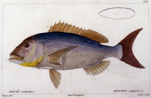 Cuvier