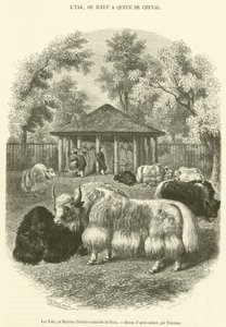 Yaks, Paris Doğa Tarihi Müzesi