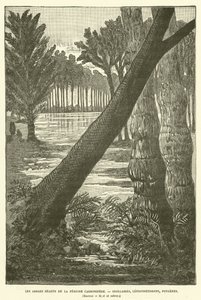 Karbonifer döneminin dev ağaçları (gravür) by French School