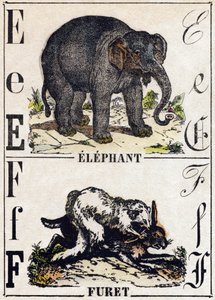 E harfi fil; F Gelincik. “Alphabet des animaux sauvages”” üzerine gravür. 9. Seri. Epinal