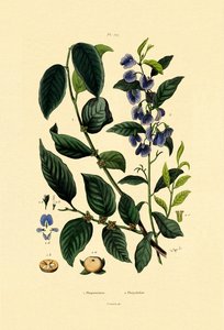 Lotus Erik, 1833-39 by French School