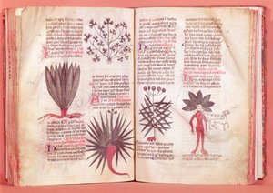 Mandrake, Dioscorides tarafından yapılan bir antlaşmadan (MS 40-c.90) by French School