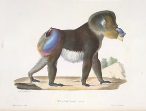 Mandrill, erkek, yaşlı. Memelilerin Doğal Tarihinden (renkli taş) eski bir mandrill babunu by French School