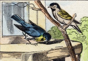 Mesange. "Buffon Alphabet des Oiseaux n 1" de gravür. 3. Serie N 1. Epinal
