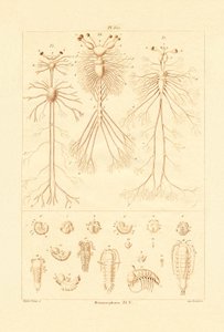 Metamorfoz, 1833-39 by French School