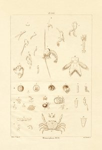 Metamorfoz, 1833-39 by French School