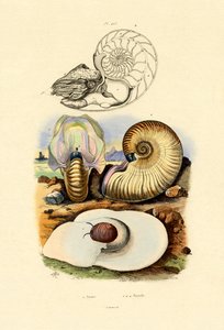 Ay Salyangozu, 1833-39 by French School