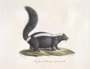 Kokarca. Skunk, Memelilerin Doğal Tarihinden (renkli taş) by French School