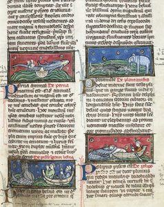Ms 320 Fol.116 deniz canavarları, Thomas Van Cantimpré (1201-72) tarafından yazılan Şeylerin Doğası