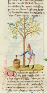 Bayan Est 28 M.5.9 fol.165r Grand Herbier