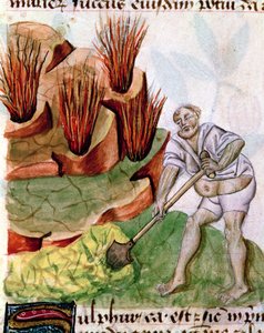 Ms Lat 993 L.9.28 f.123v Dioscorides De Herbis
