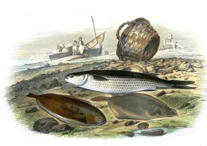 Kefal (Mugilidae), Ayçiçeği (Solea Vulgaris), Limand (Microstomus Kitt) - Bernard Germain de Lacepede (1856-1925) tarafından Natural History'den çıkarılan levha, P.Furme baskısı, Paris by French School