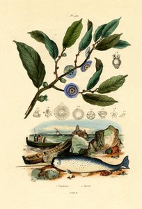 Napolyon
