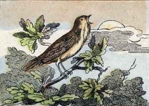 Bülbül. "Buffon Alphabet des Oiseaux n 1" de gravür. 3. Serie N 1. Epinal