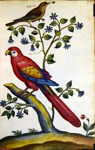 Bülbül ve Papağan (kağıt üzerine sulu boya) by French School