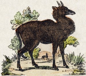 Nyl-ghau (Nyl ghau, Hint hayvanı). “Alphabet des animaux sauvages”” üzerine gravür. 9. Seri. Epinal