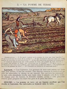 Patates Yetiştiriciliğini gösteren bir okul ders kitabından sayfa, c.1910 by French School
