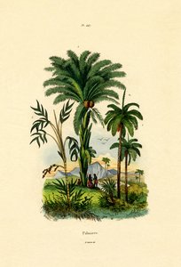 Palmiye Ağaçları, 1833-39 by French School