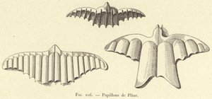 Pliny
