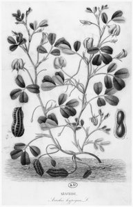 Fıstık (Arachis hypogaea) by French School