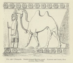 Persepolis, Çift hörgüçlü Baktriya devesi by French School