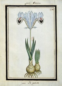 Farsça İris, c.1700 by French School