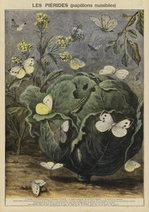 Pieridae (zararlı kelebekler) by French School