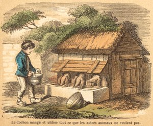 Domuz (renkli gravür) by French School