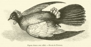 Düdük ile Çin güvercini (gravür) by French School