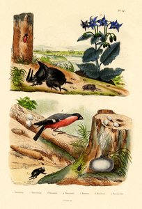 Çam Böceği, 1833-39 by French School