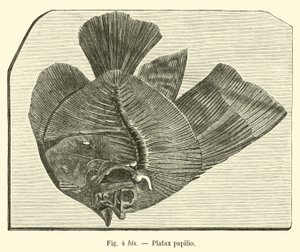 Plataks kelebek by French School