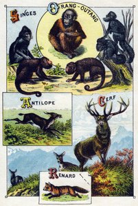 Plaka 1: Maymunlar, orangutan, Antilop, Geyik, Tilki. "Vahşi hayvanların hece alfabesi"nde gravür. Serie A. Pellerin et Cie, matbaacılar-yayıncılar, Epinal, 19. yüzyıl sonu. Kromolitograflar. Bir hece içeren 8 sayfalık küçük reklam albümü ve by French School