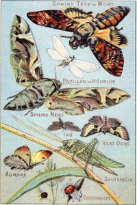 Plaka 1: Kafatası Sfenks, Hop Butterfly, Sphinx Neri, Ino, Gold Green, Aurora, Çekirge, Ladybirds. "Kelebeklerin ve böceklerin hece alfabesinde" gravür. Serie A. Pellerin et Cie, matbaacılar-yayıncılar, Epinal, 19. yüzyıl sonu. Kromolitograflar. by French School