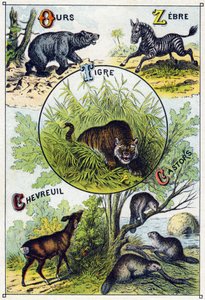 Plaka 2: Ayı, Zebra, Kaplan, Geyik, Kunduzlar. "Vahşi hayvanların hece alfabesi"nde gravür. Serie A. Pellerin et Cie, matbaacılar-yayıncılar, Epinal, 19. yüzyıl sonu. Kromolitograflar. Bir hece ve bir resim içeren 8 sayfalık küçük reklam albümü by French School