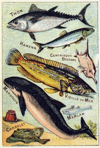 Tabak 3: Ton Balığı, Ringa, Orta Gaga, Eski Deniz, Porpoise, Mezgit, Çini. "Deniz ve tatlı su balıklarının hece alfabesi" gravürü. Serie A. Pellerin et Cie, matbaacılar-yayıncılar, Epinal, 19. yüzyıl sonu. Kromolitograflar. Küçük 8 sayfalık reklam albümü by French School