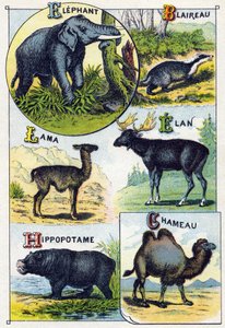 Levha 4: Fil, Porsuk, Lama, Elan, Su Aygırı, Deve. "Vahşi hayvanların hece alfabesi"nde gravür. Serie A. Pellerin et Cie, matbaacılar-yayıncılar, Epinal, 19. yüzyıl sonu. Kromolitograflar. Bir ders programı içeren küçük 8 sayfalık reklam albümü by French School
