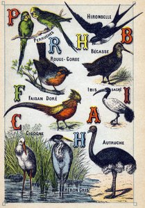 Levha 4: Muhabbet Kuşları, Kırlangıç, Kızıl Boğaz, Kayın, Dore Sülün, Kutsal Ibis, Leylek, Devekuşu, Boz Balıkçıl. "Kuşların hece alfabesi"nde gravür”. Serie A. Pellerin et Cie, matbaacılar-yayıncılar, Epinal, 19. yüzyıl sonu. Kromolitograflar. Küçük 8 say by French School