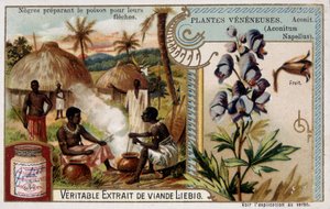 Zehirli bitkiler: aconit ve Afrika okları için zehir hazırlıyor - kromo. Liébig, 19. yüzyılın sonlarında by French School