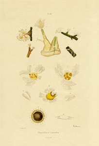 Polip, 1833-39 by French School