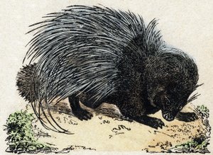 Porc-destanı (Domuz destanı). “Alphabet des animaux sauvages”” üzerine gravür. 9. Seri. Epinal
