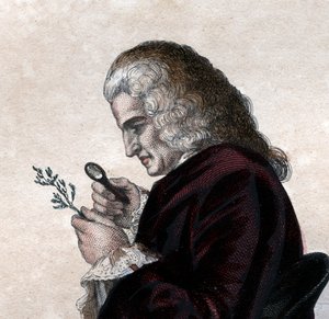 Fransız doğa bilimci Bernard de Jussieu
