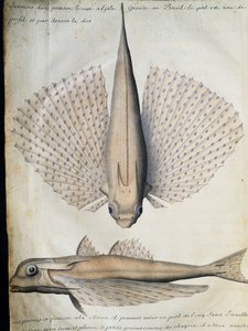Kanatlı balık profili ve arkası, Big Island, Brezilya, Jacques Gouin de Beauchesne (1652-1730), Compagnie royale de la Mer du Sud