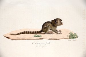 Pigme Marmoset, Histoire Naturelle des Mammifères