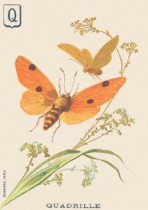 S: Quadrille (Lithosia quadra veya Lithosie quadrille) by French School