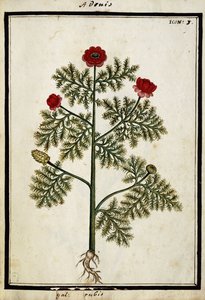 Kızıl Adonis, c.1700 by French School