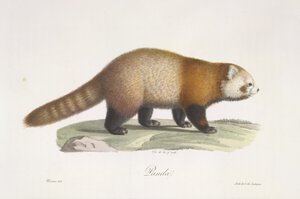 Kırmızı panda. Ailurus fulgens, Memelilerin Doğal Tarihinden (renkli taş) by French School